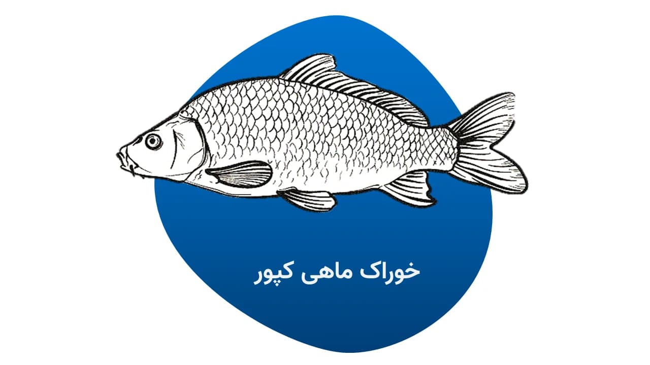 خوراک کپور