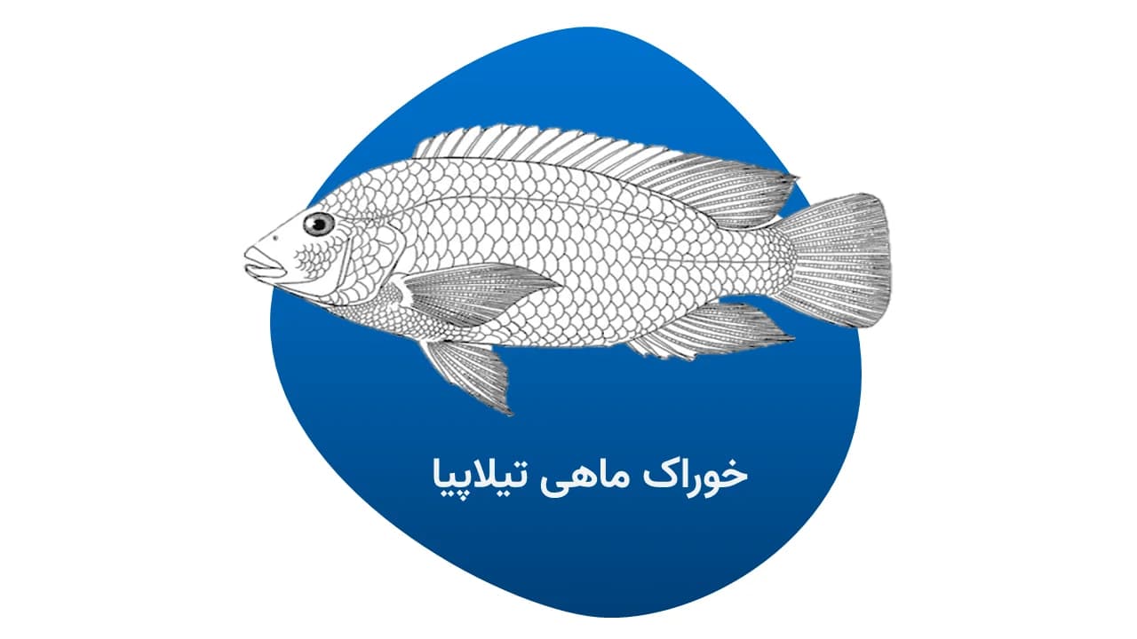 خوراک تیلاپیا